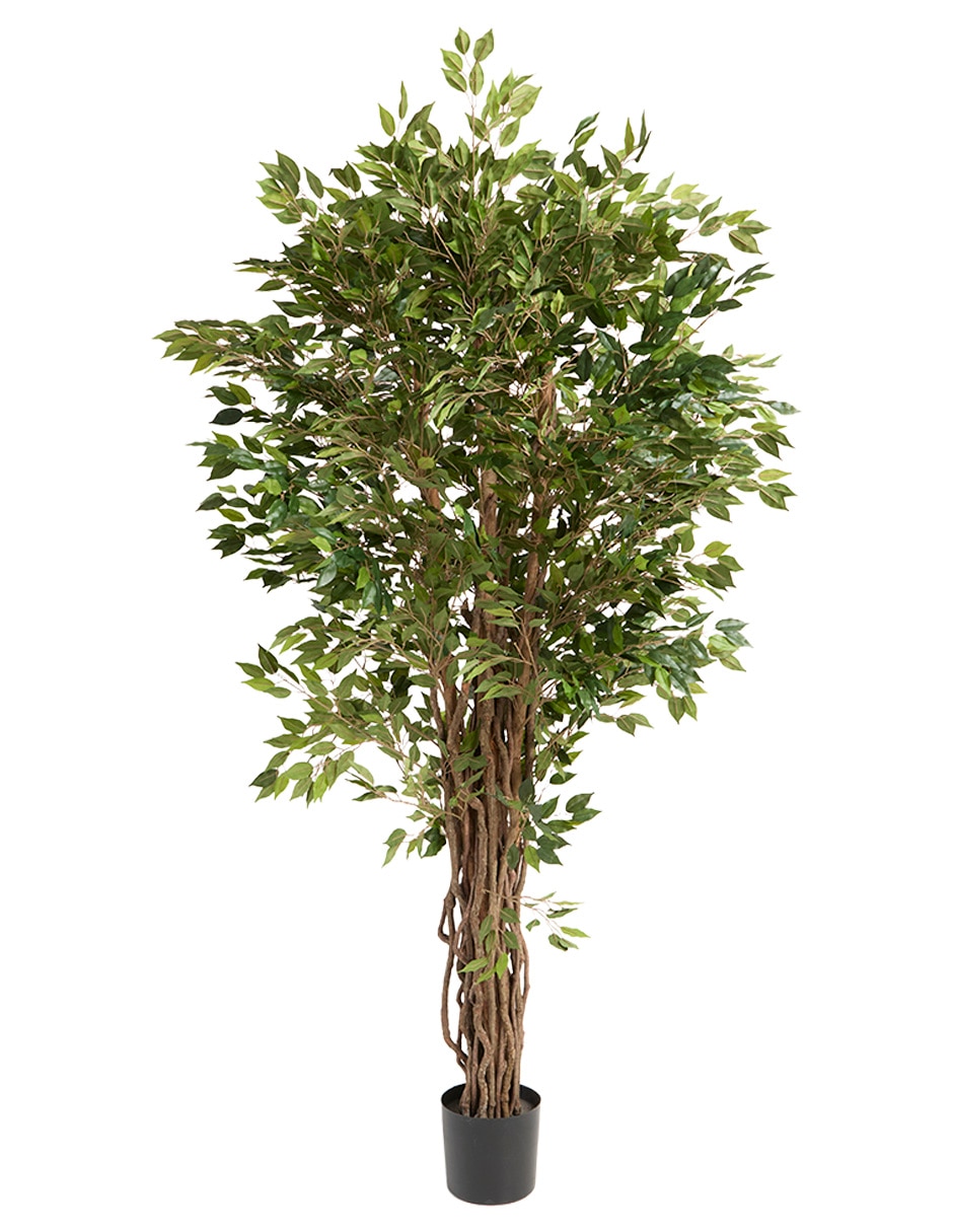 Árbol Árbol