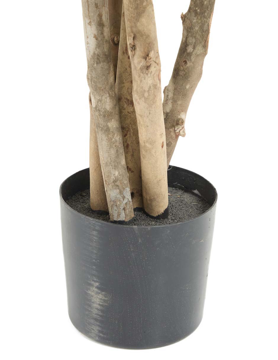 Árbol 3