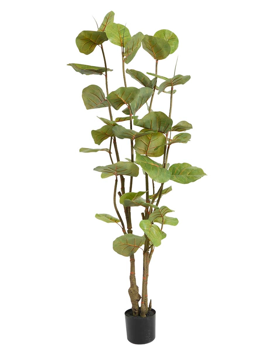 Árbol