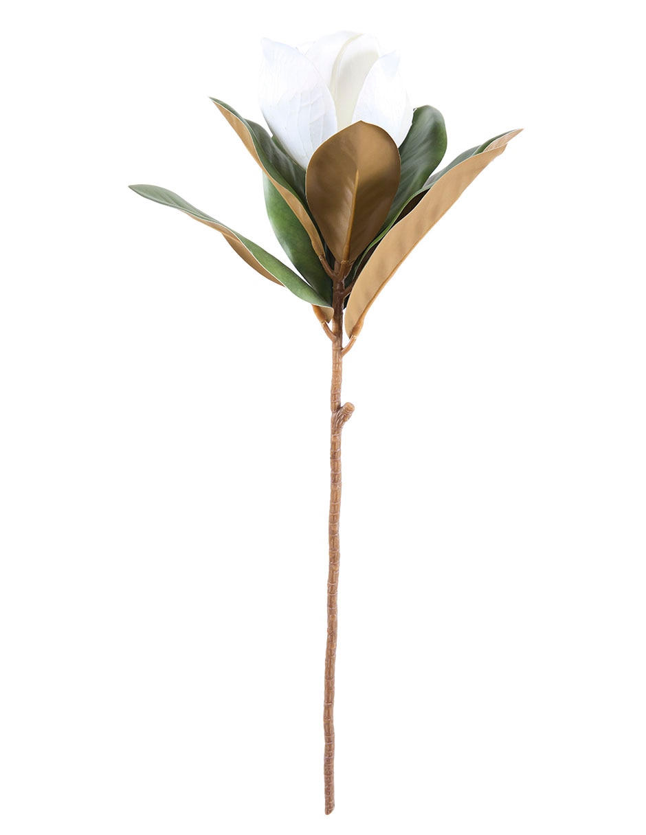 Magnolia 1