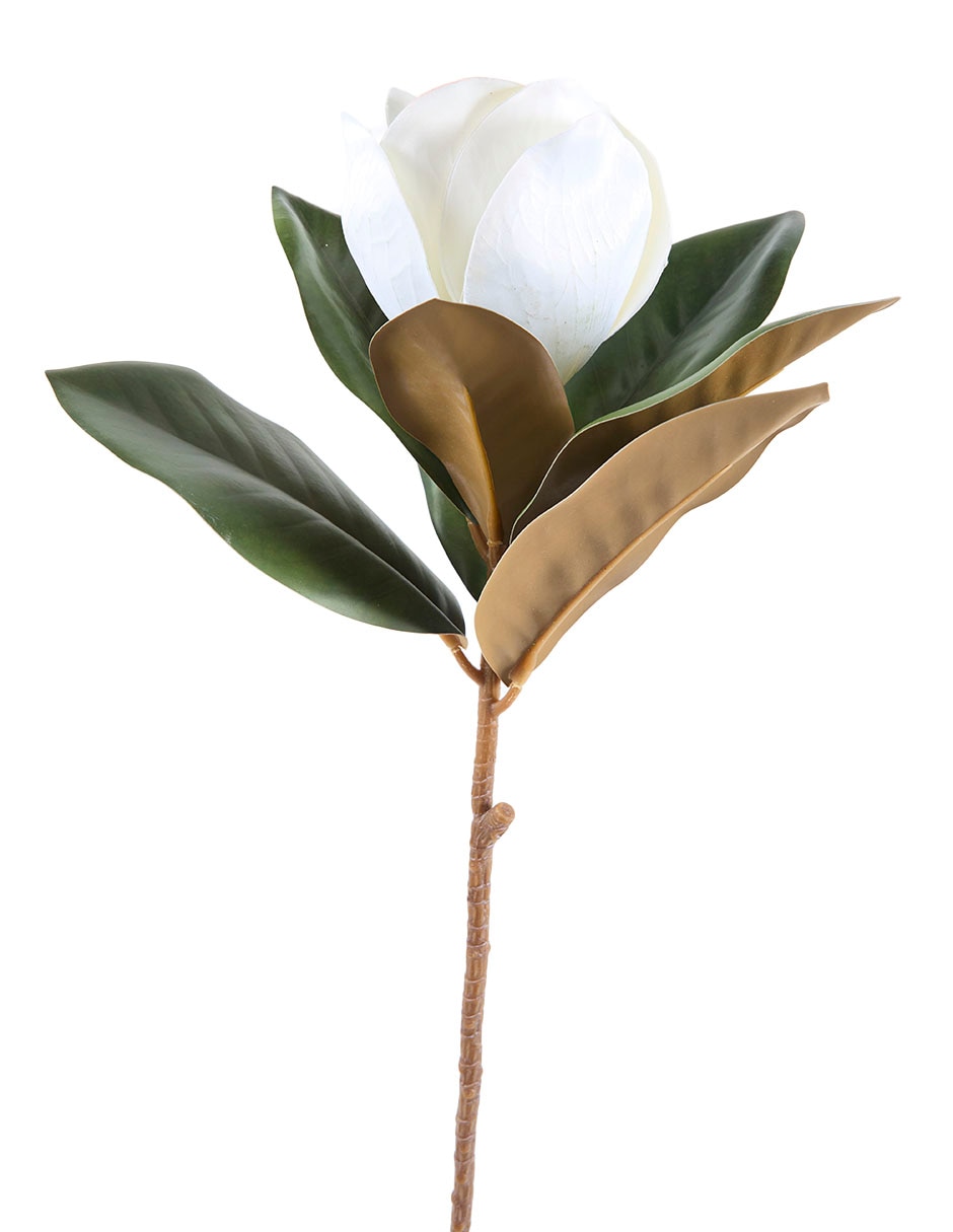 Magnolia