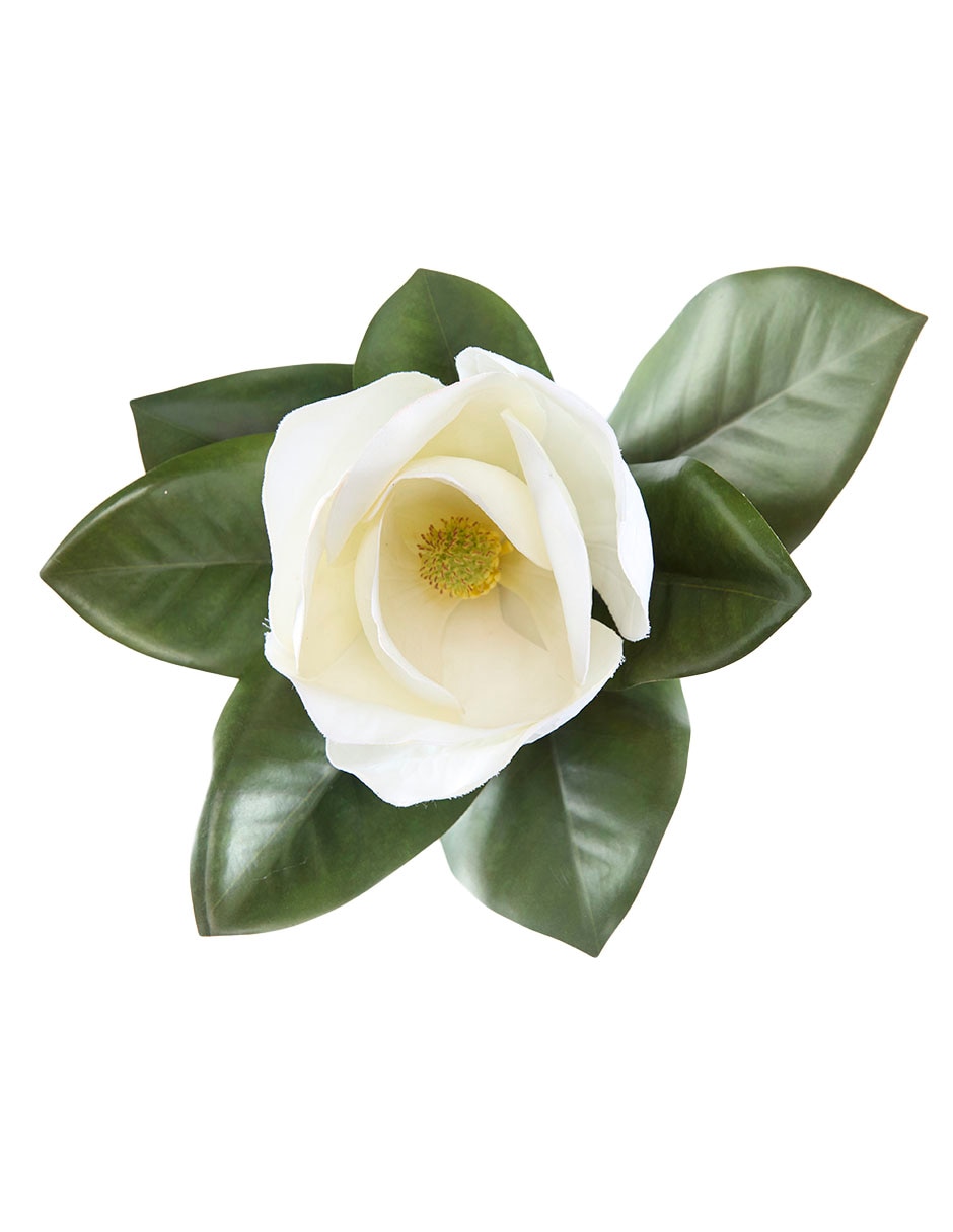 Magnolia