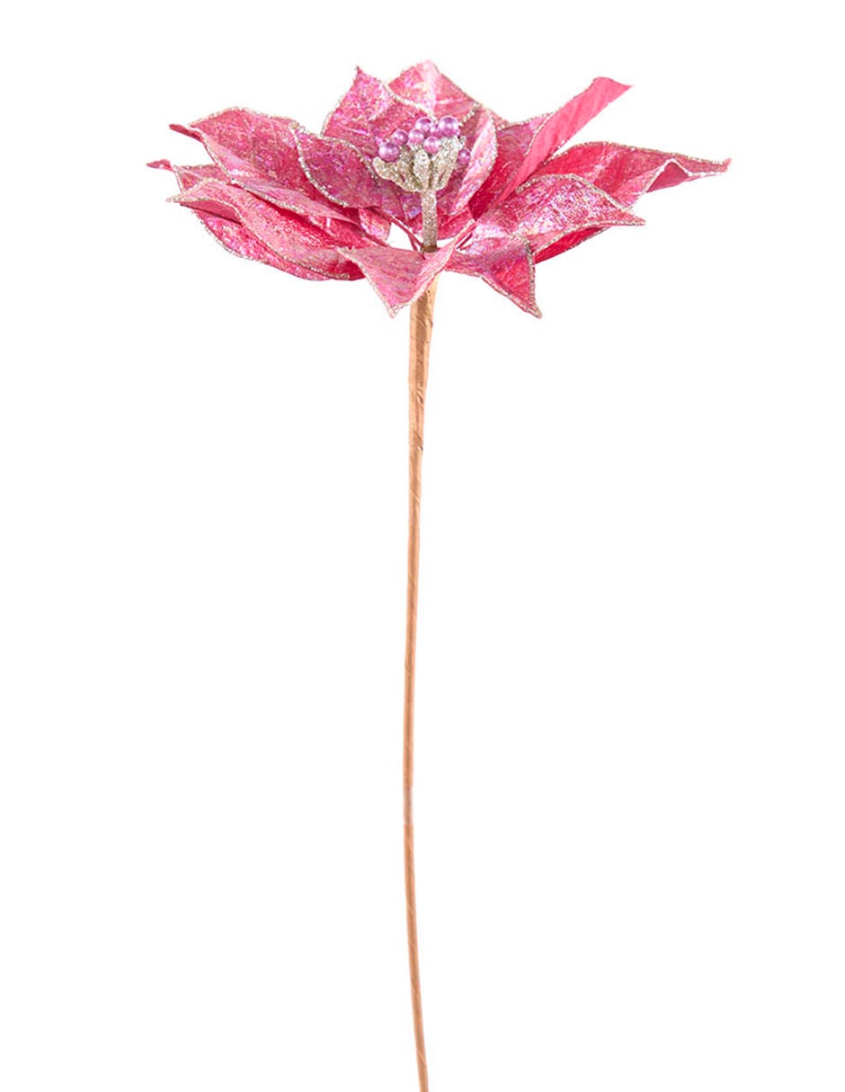 Flor de nochebuena 2