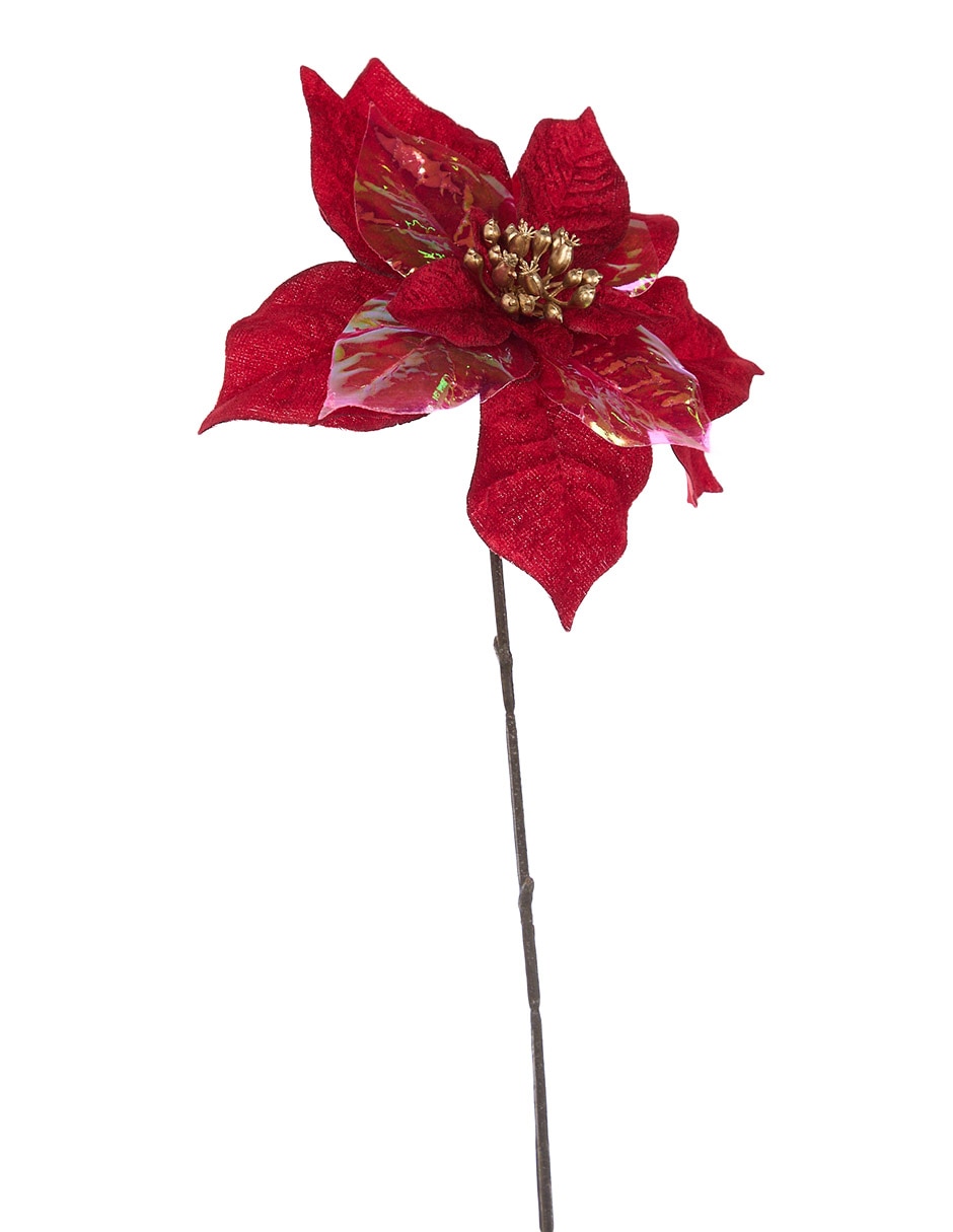 NOCHEBUENA, SIN TAMAÑO, ROJO