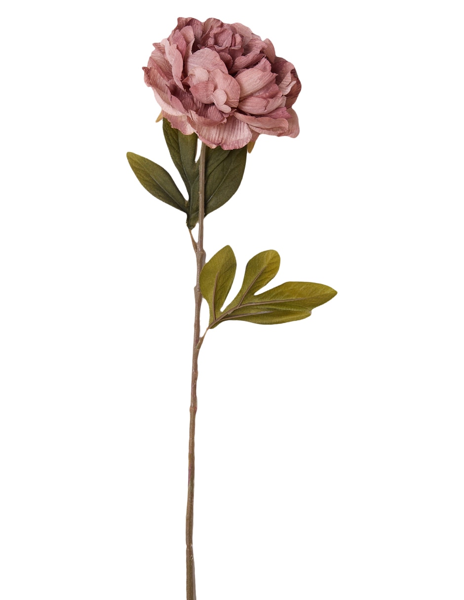 Peonia Nlebell & Co. Peon 4 Pu 2