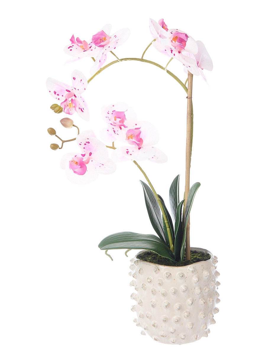 Preelaborado de orquídea Preelaborado de orquídea