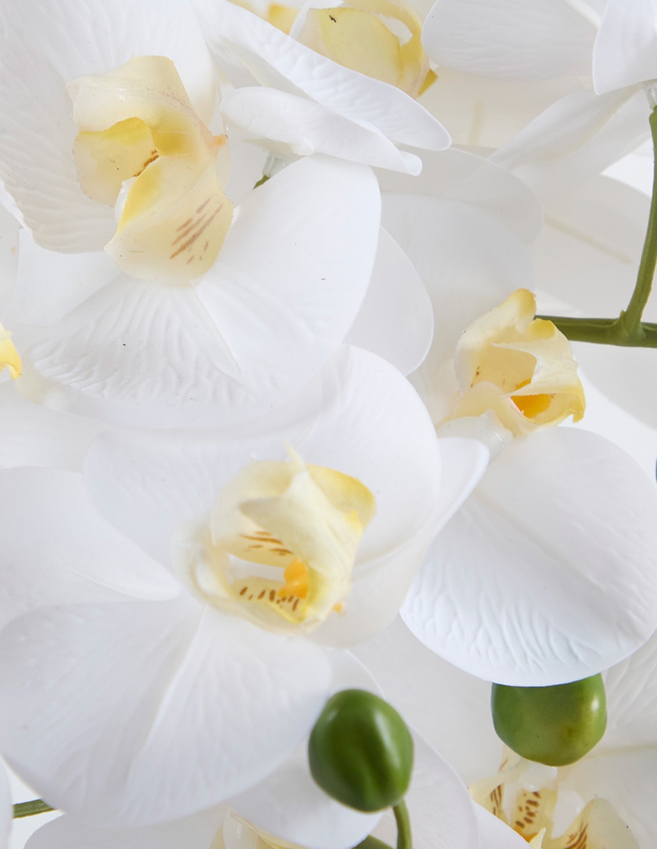 Orquídea Org Big 2