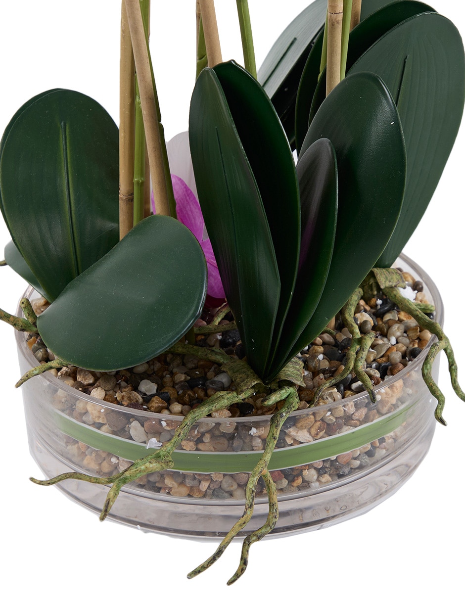 Orquídea Org Big 3