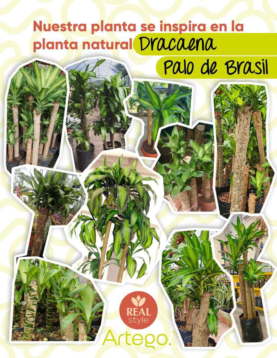 Palo de brasil artificial Congo 3