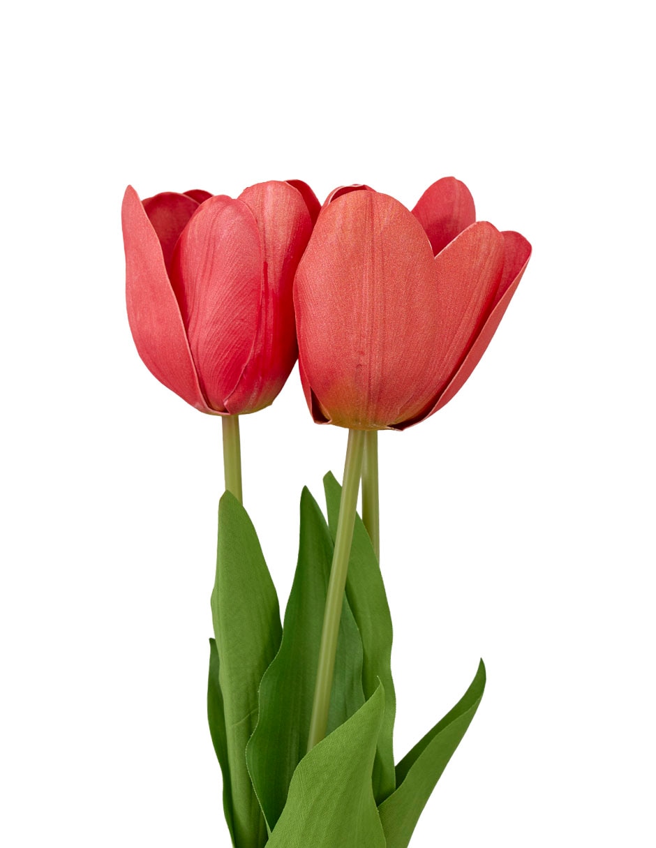 Ramo de tulipán 3