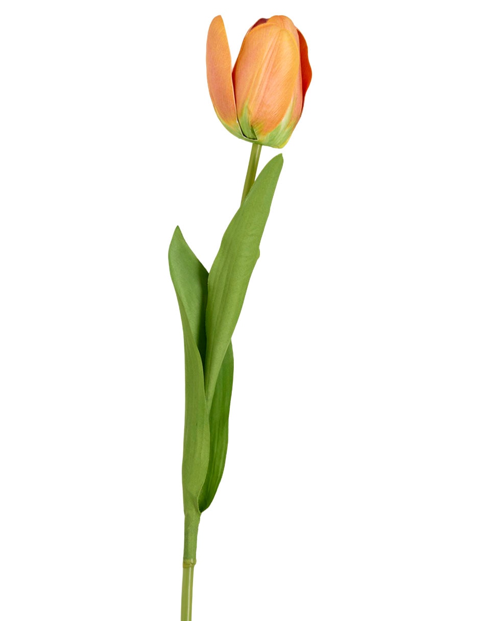Tulipán 2