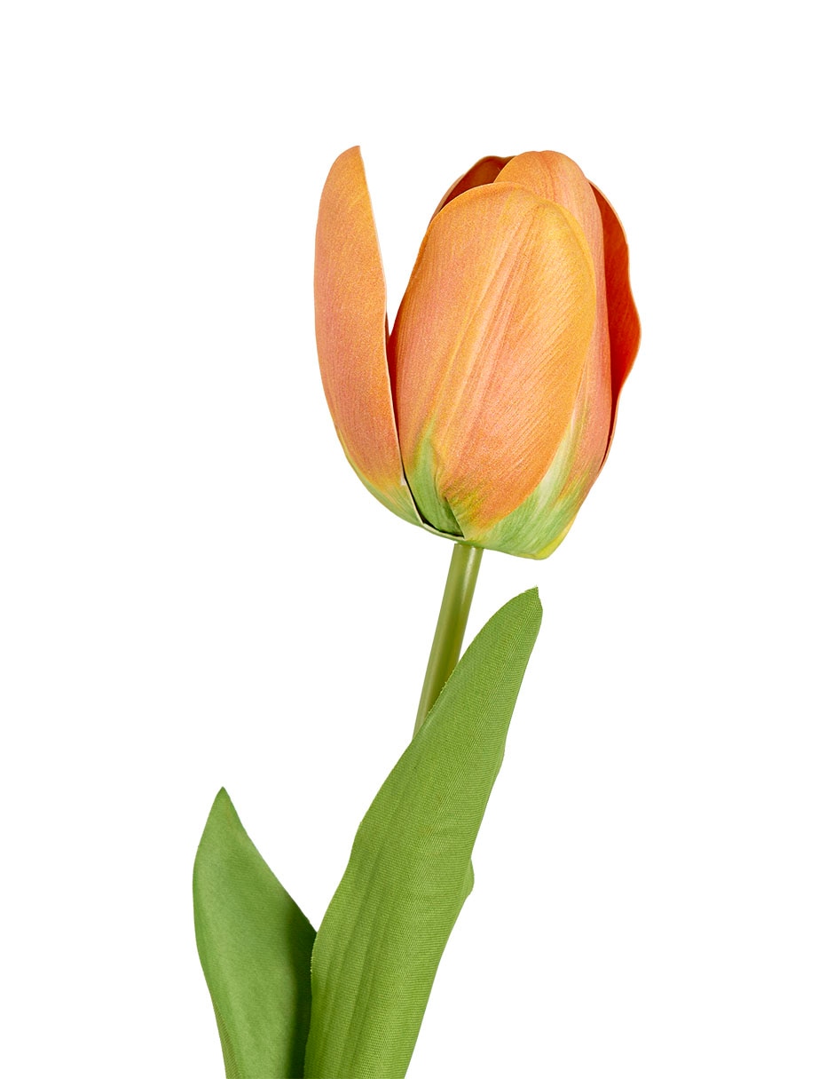 Tulipán 3