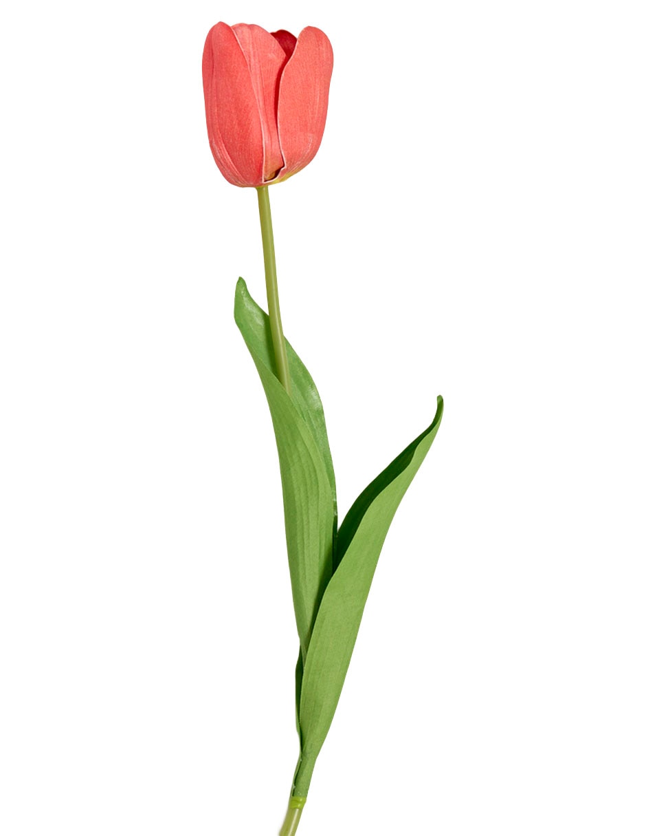 Tulipán 2