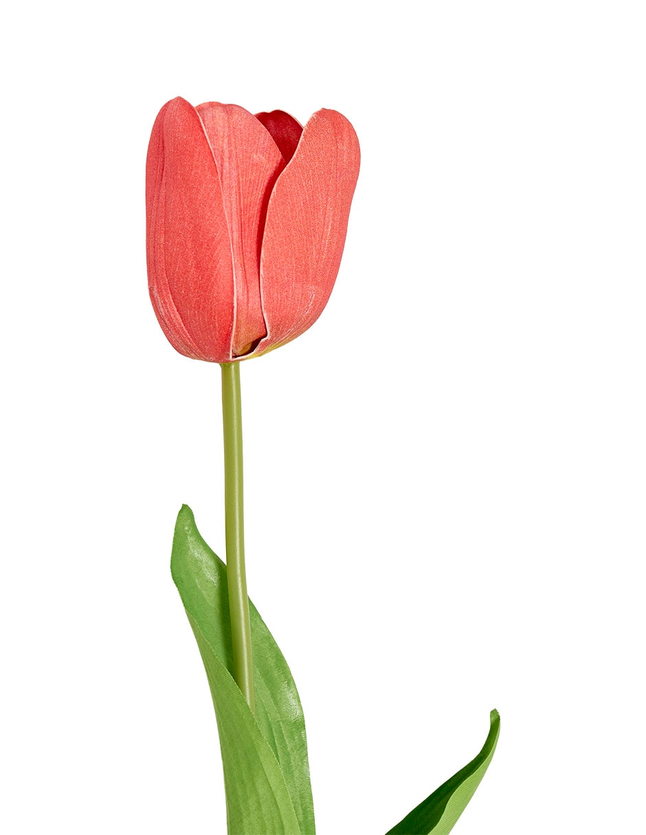 Tulipán 3