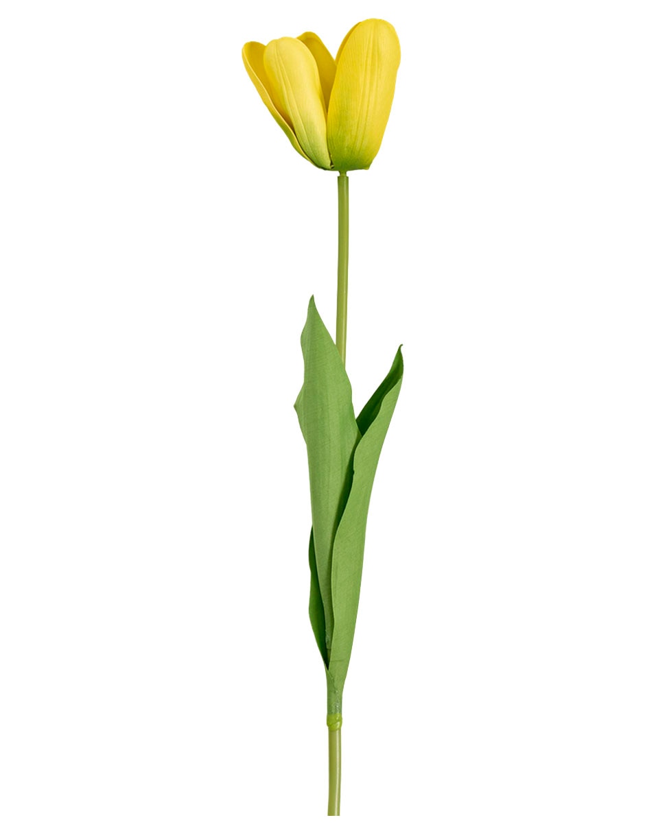 Tulipán 2