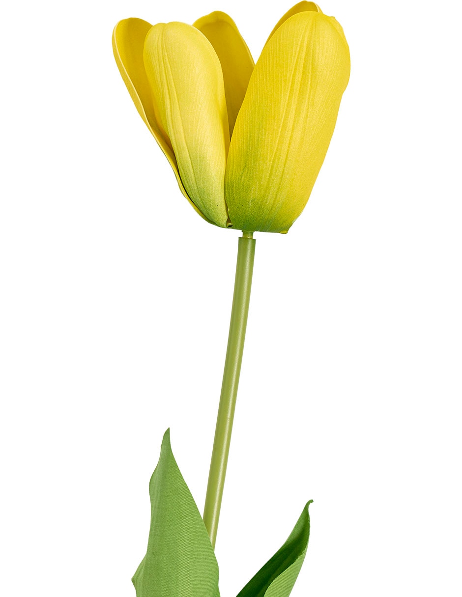Tulipán 3