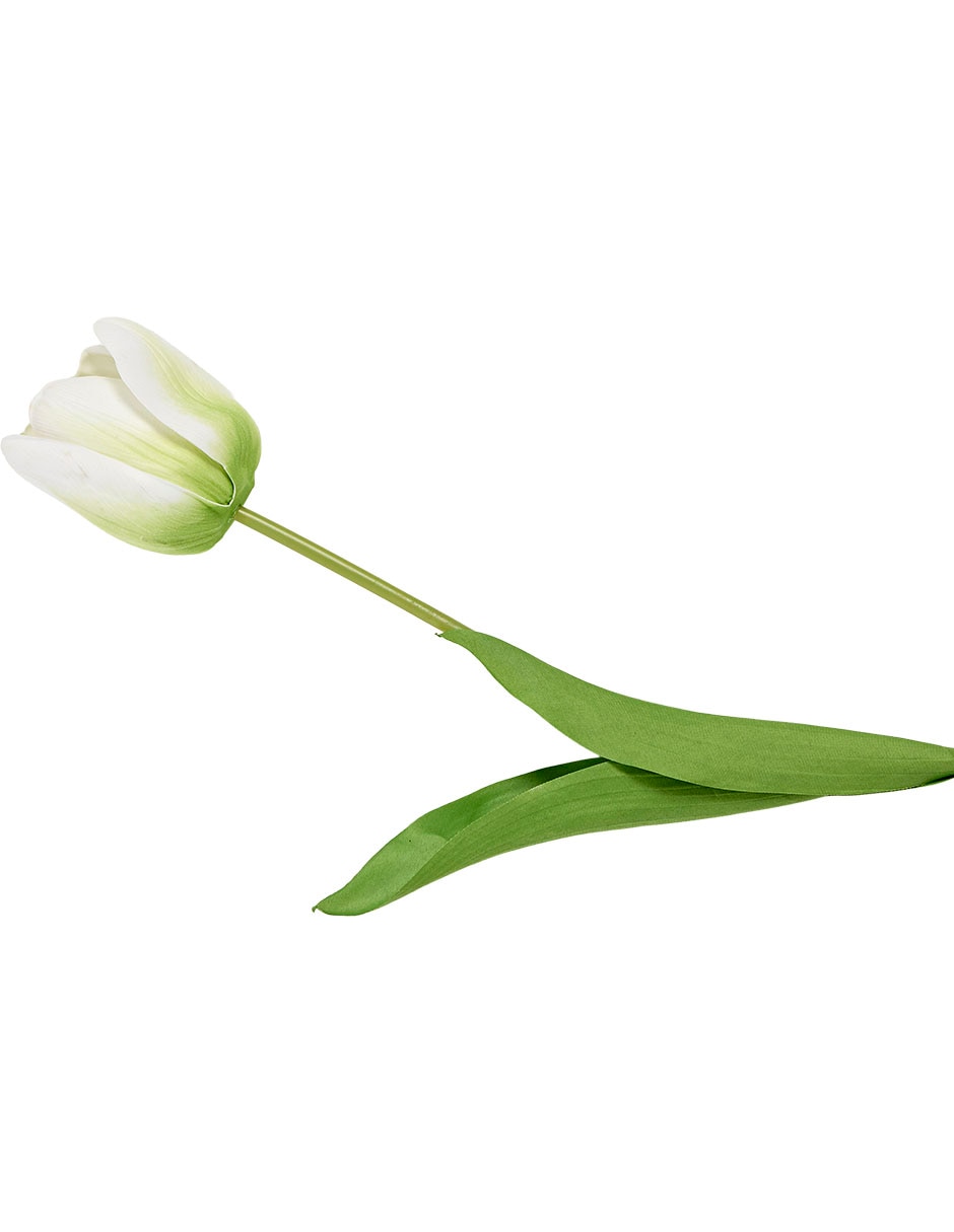 Tulipán 2