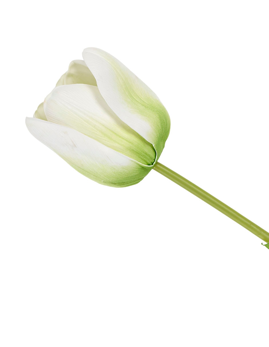 Tulipán 3