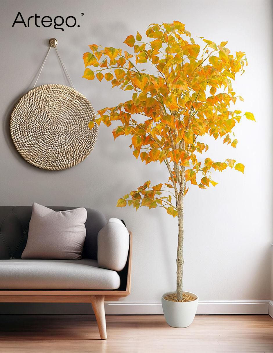 Árbol abedul 6