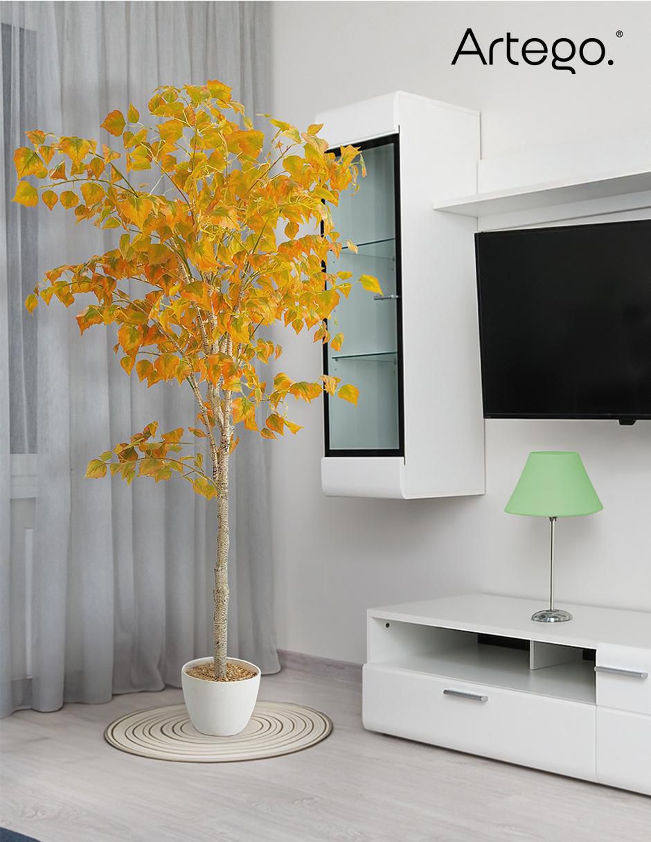 Árbol abedul 8