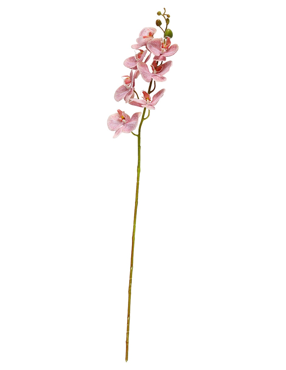 Flor de orquídea