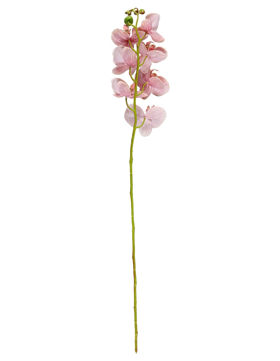 Flor de orquídea 2