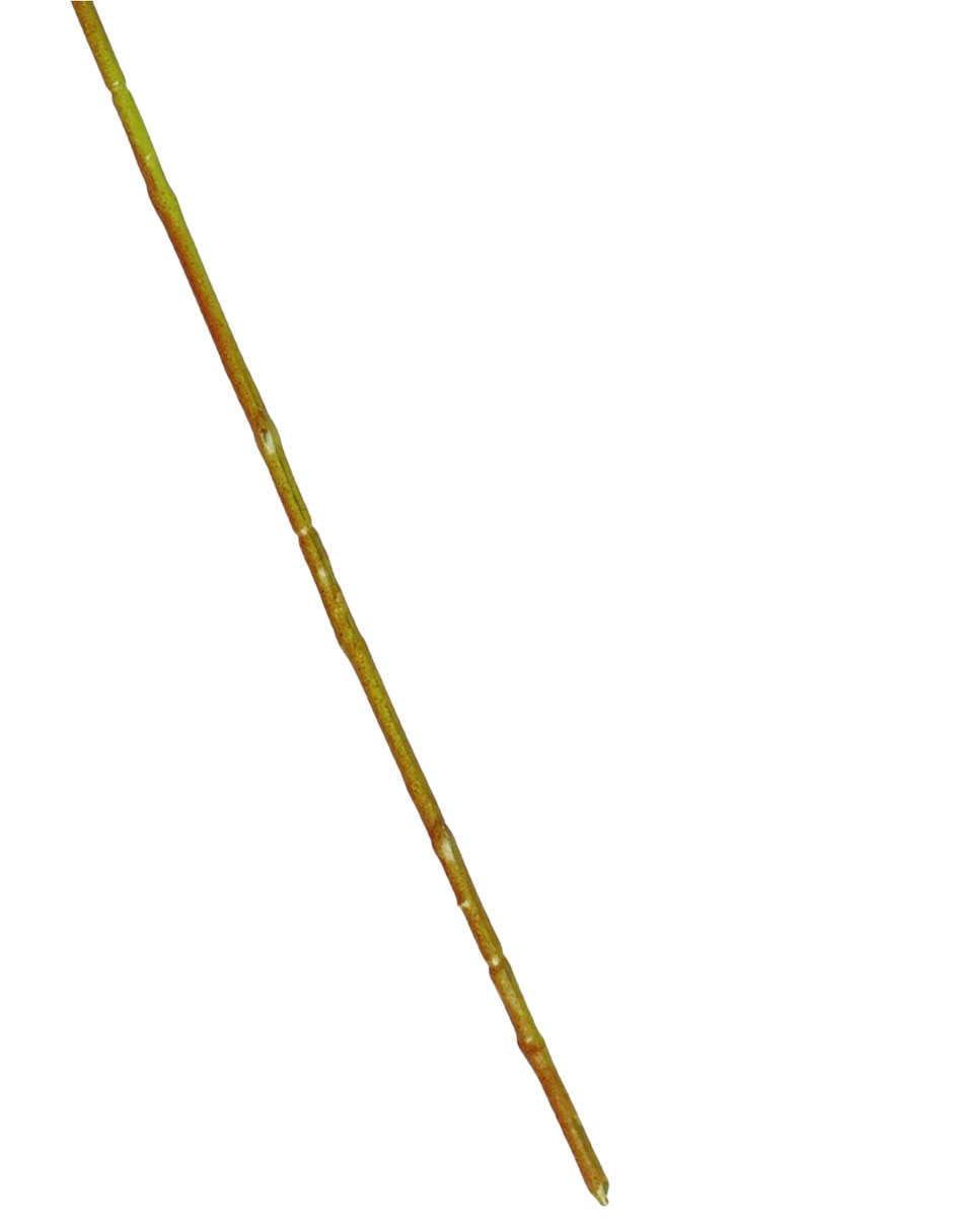 Flor de orquídea 4