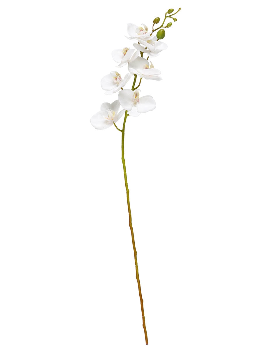 Flor de orquídea