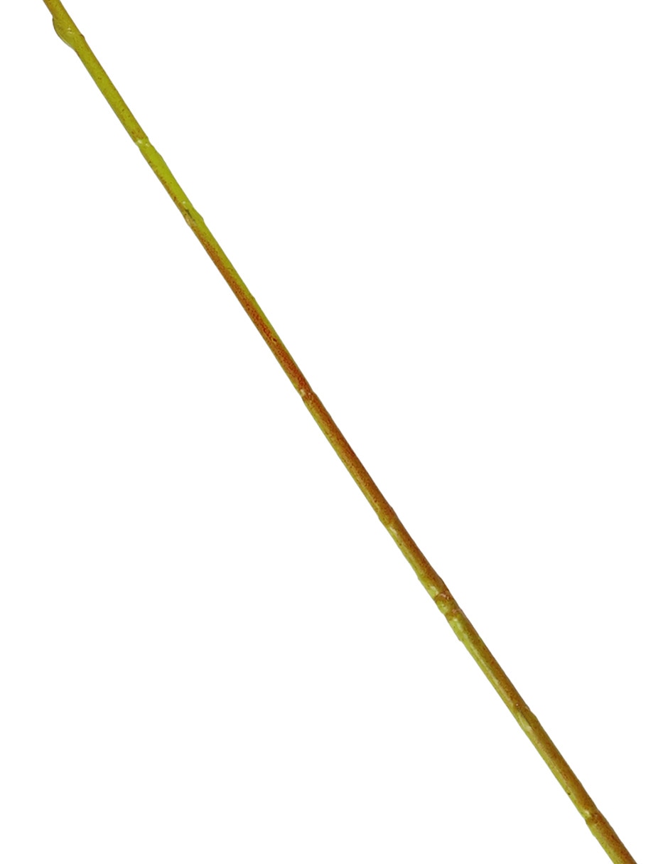Vara de orquídea 4