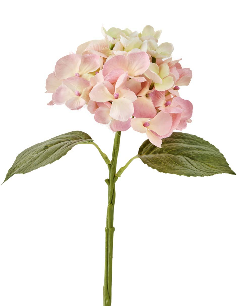 Hortensia 2