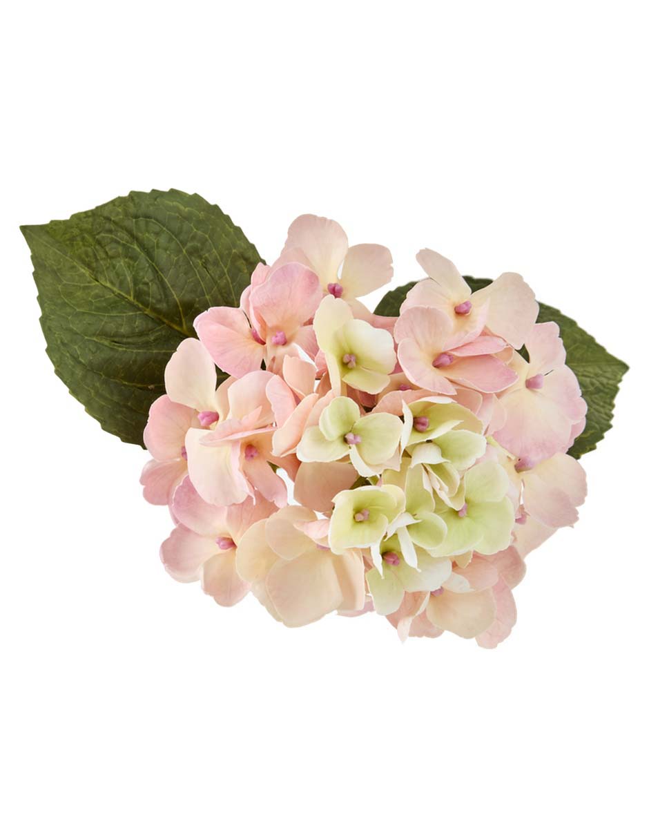 Hortensia 3
