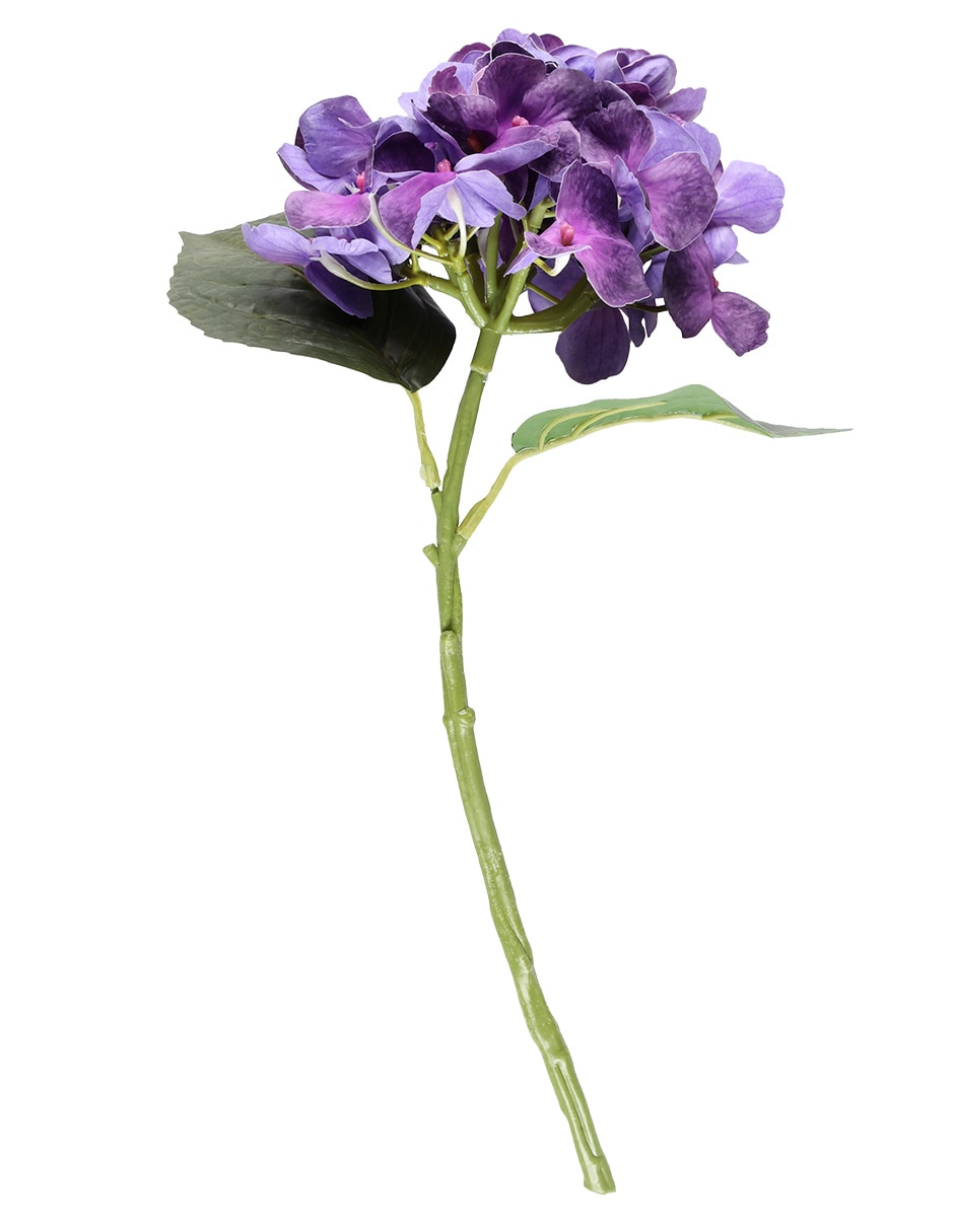 Hortensia