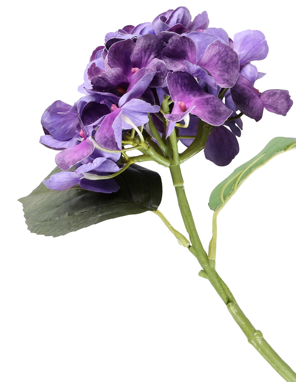 Hortensia 2