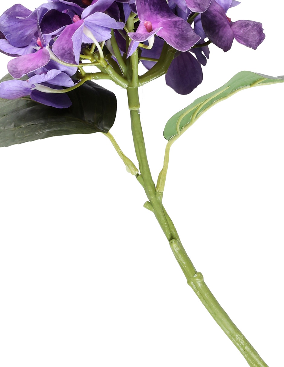 Hortensia 3