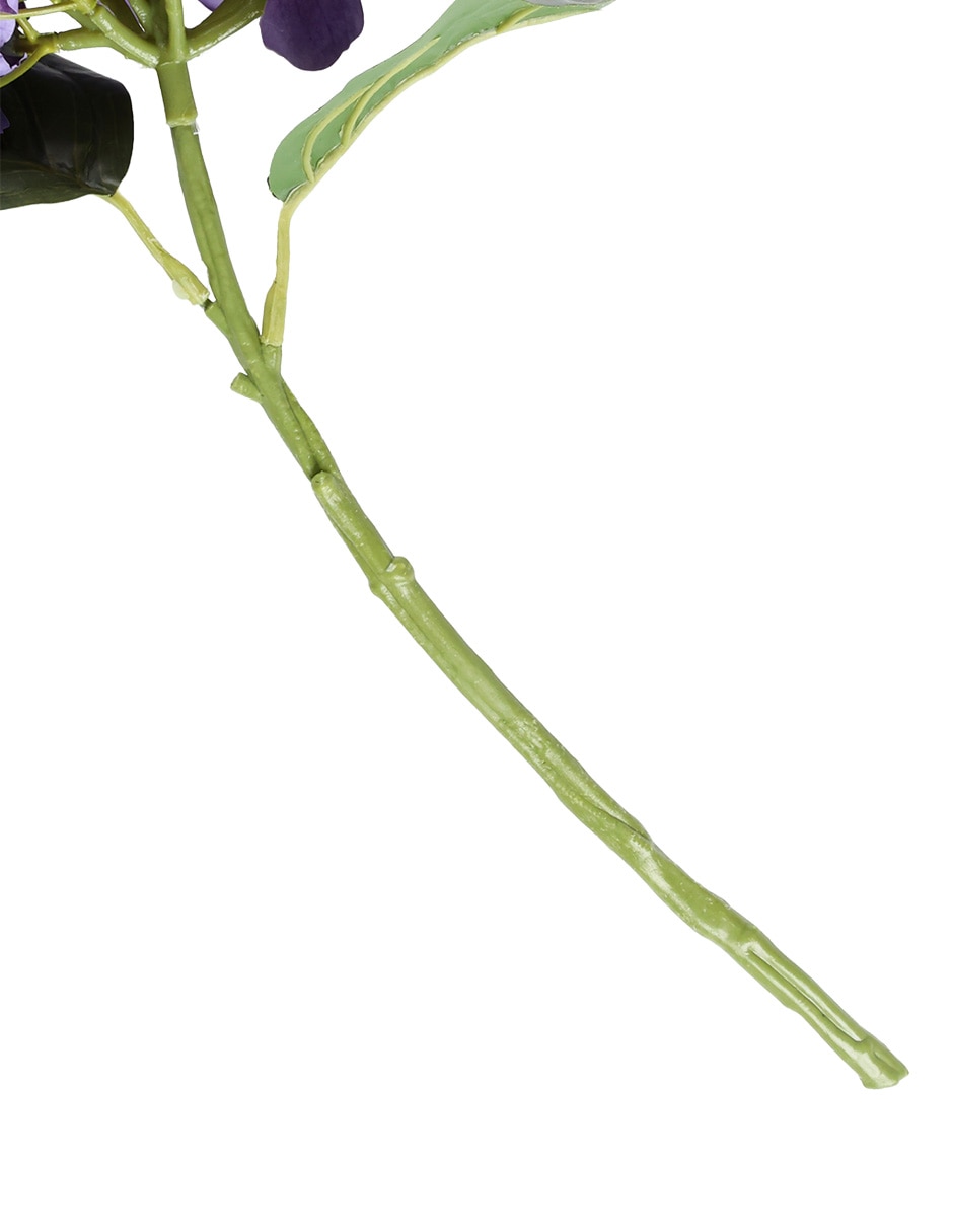 Hortensia 4