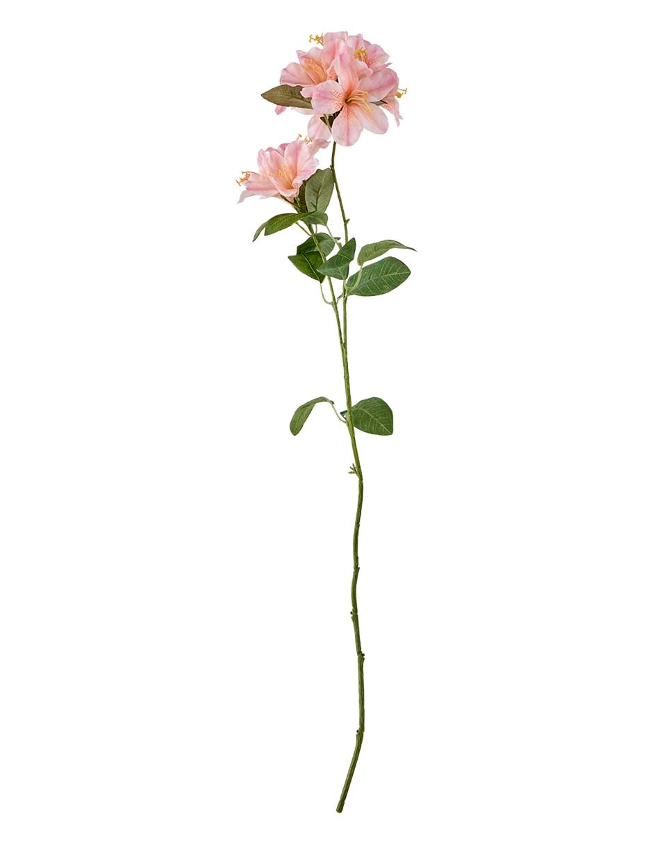 Azalea