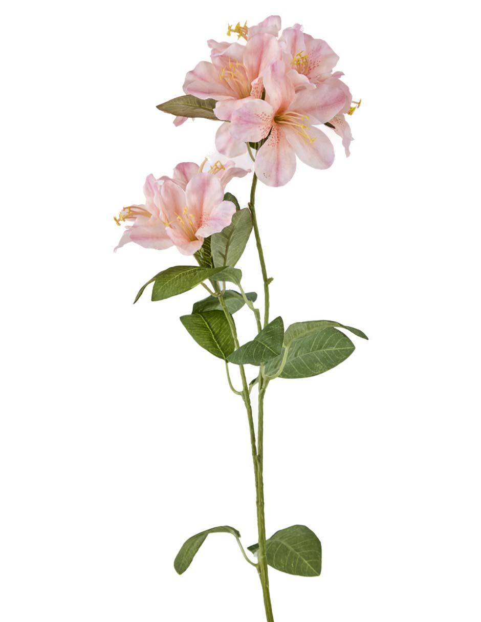 Azalea 2