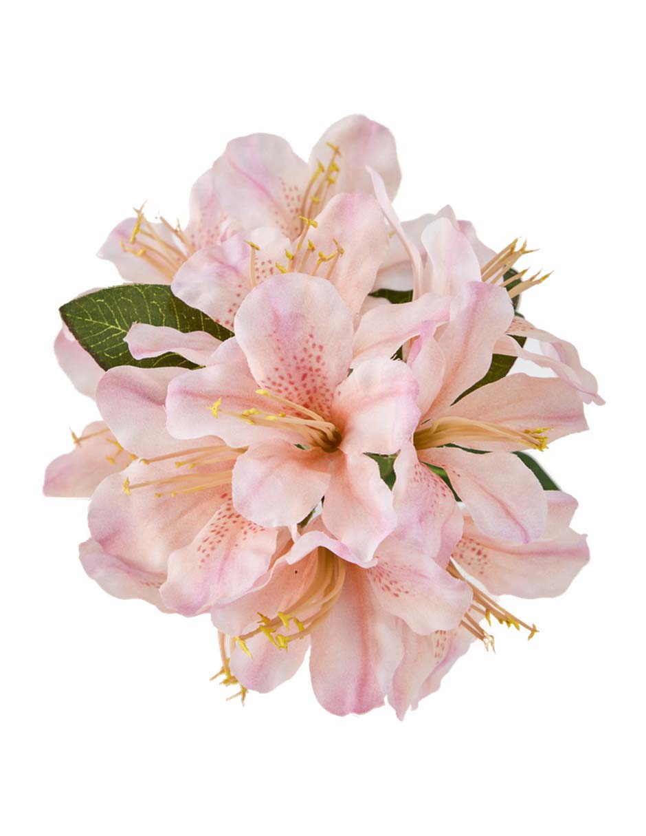 Azalea 3