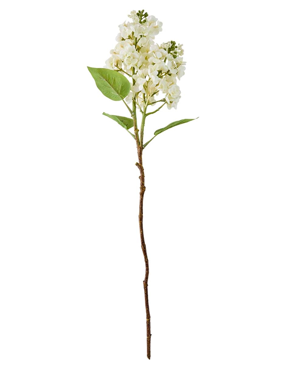 Hortensia