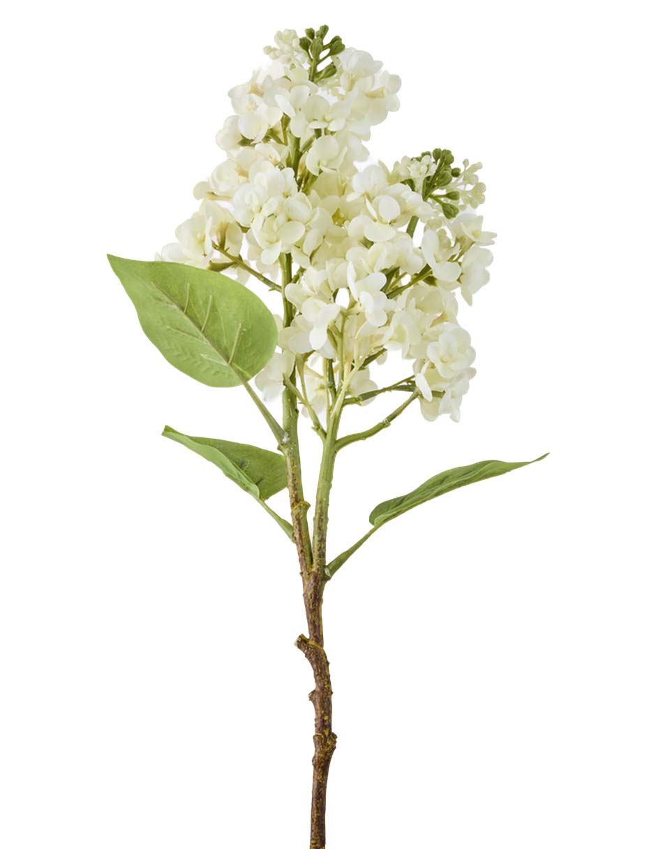 Hortensia 2