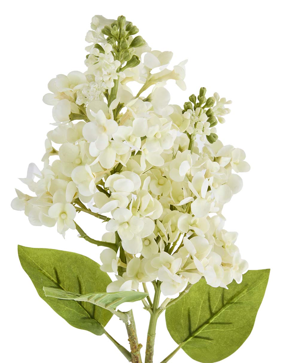 Hortensia 3