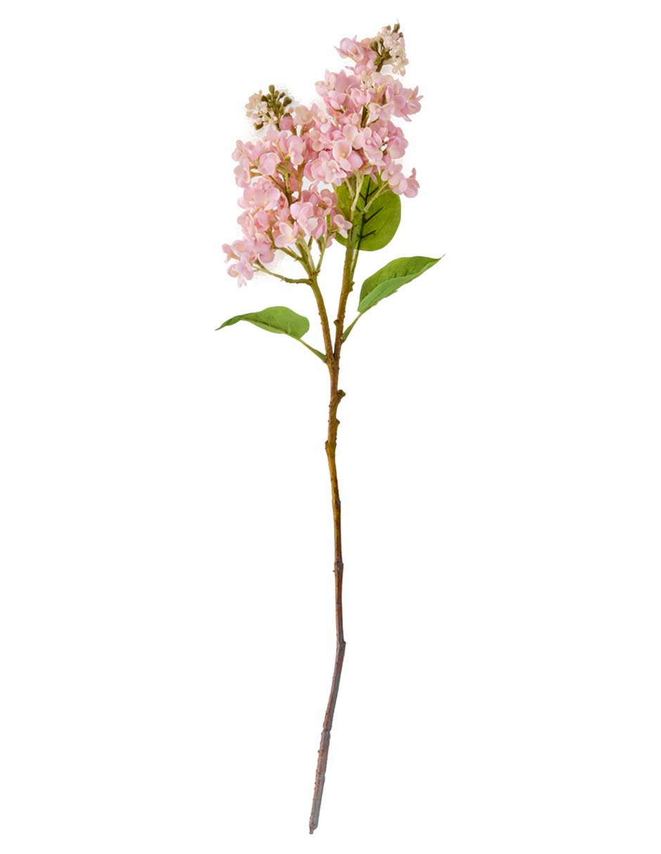 Hortensia