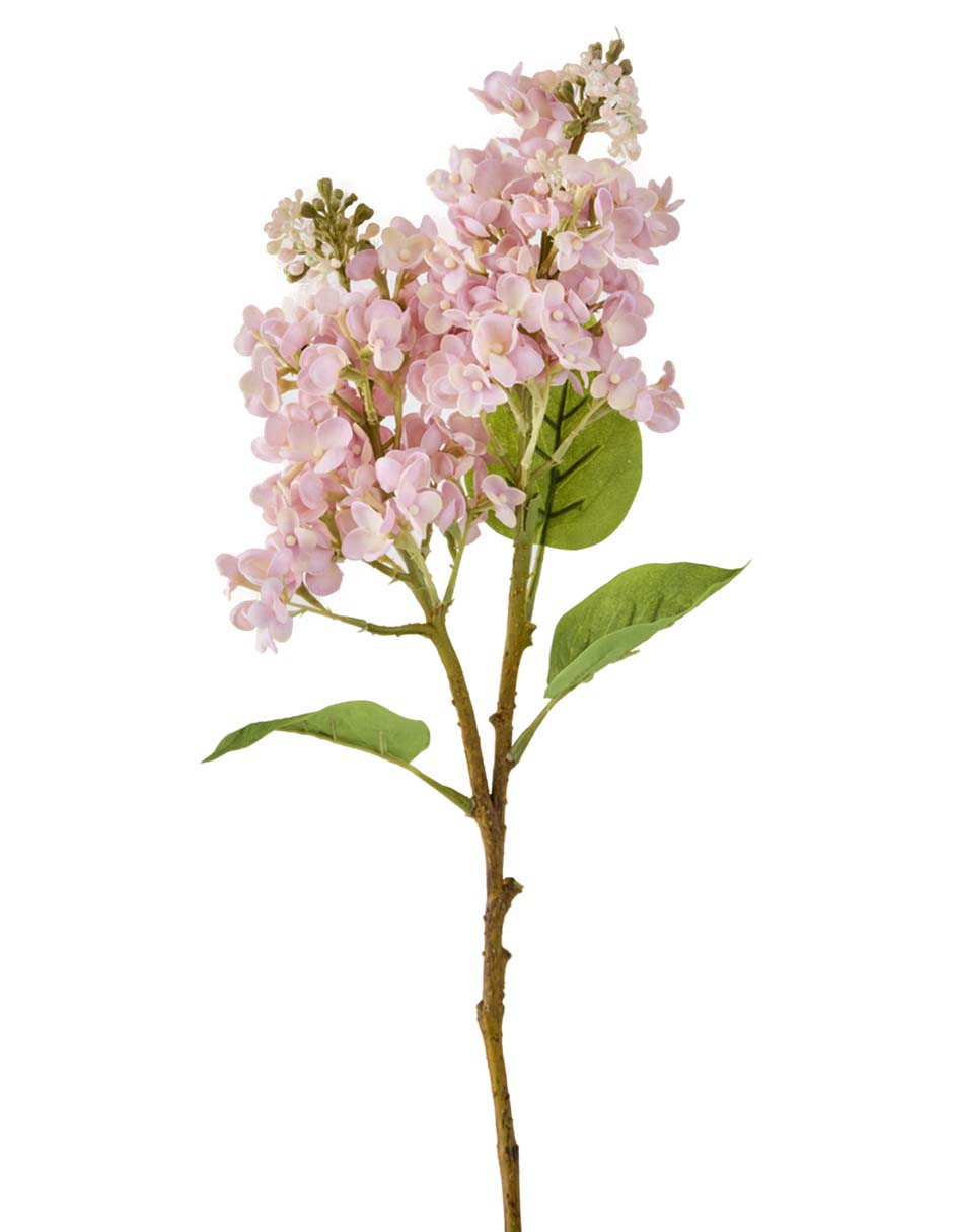 Hortensia 2