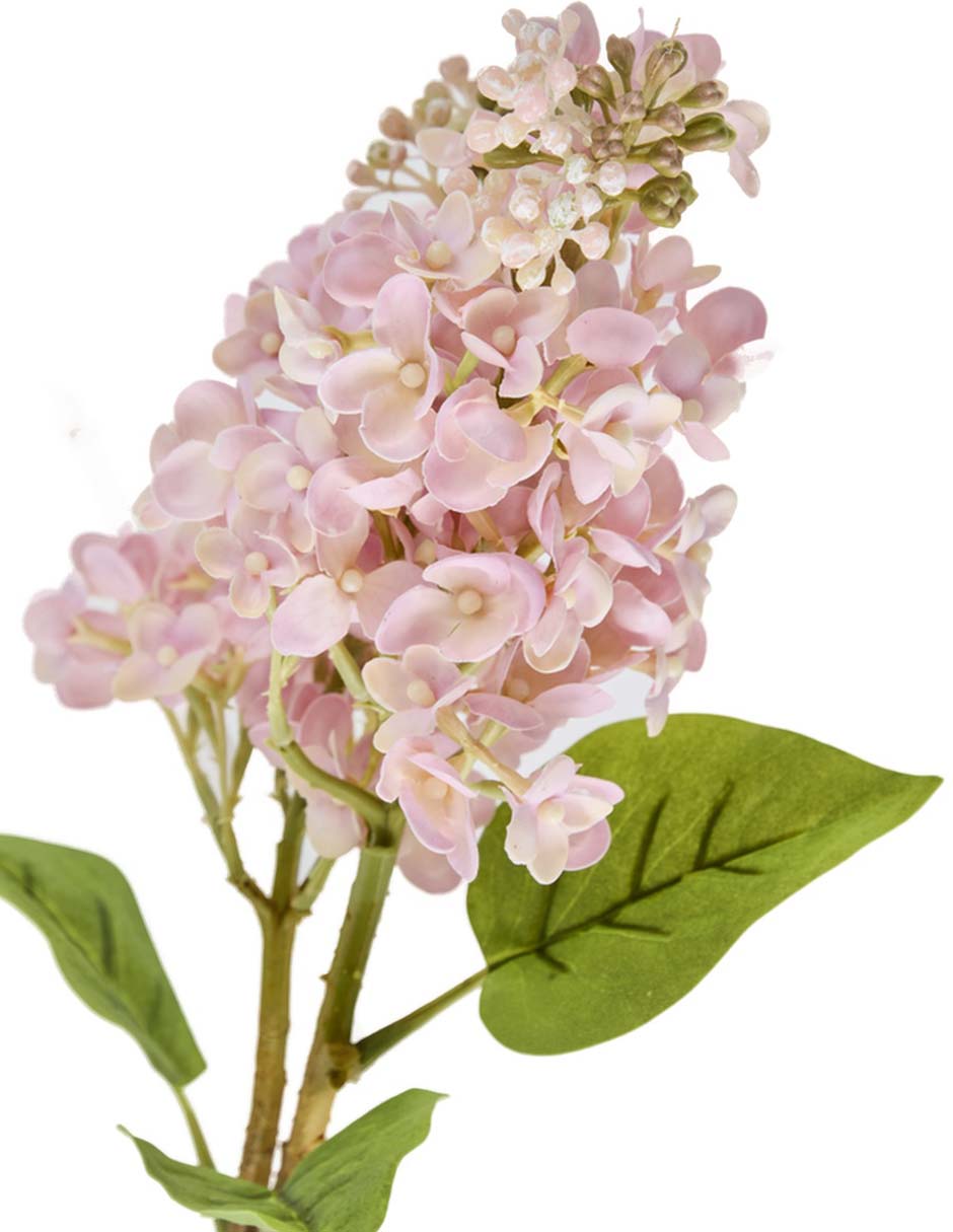 Hortensia 3