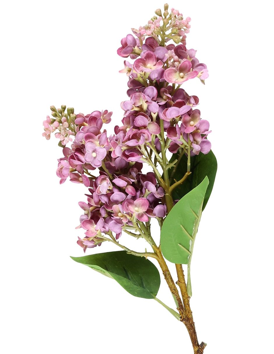 Hortensia 2