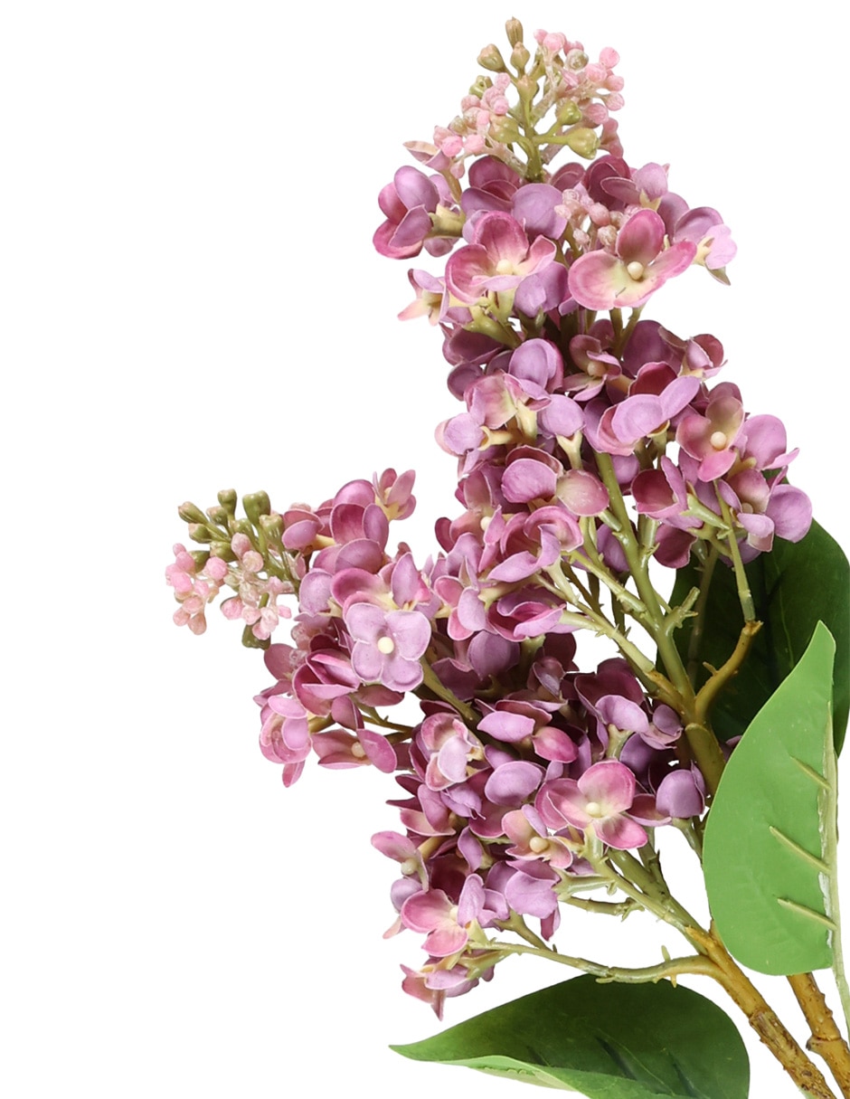 Hortensia 3