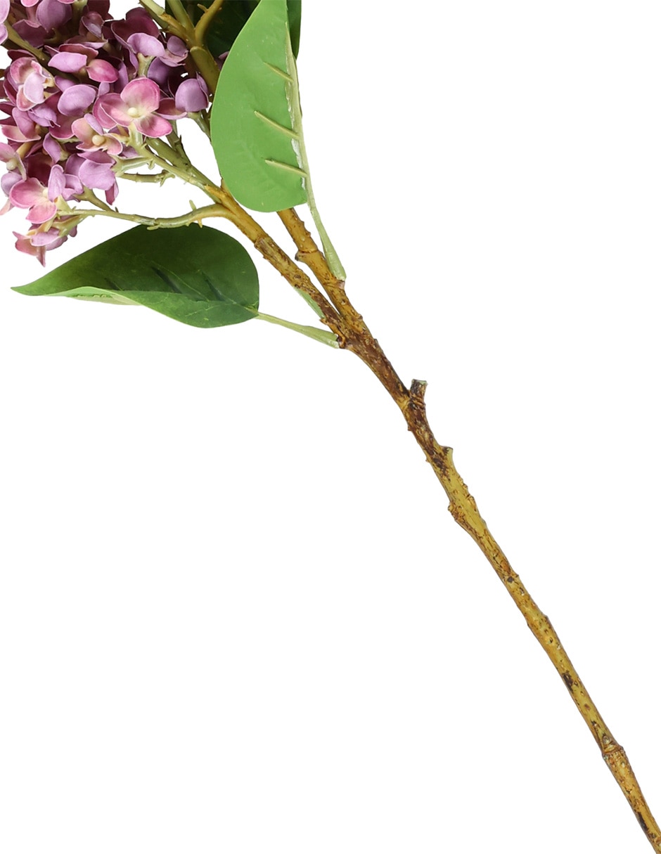 Hortensia 4