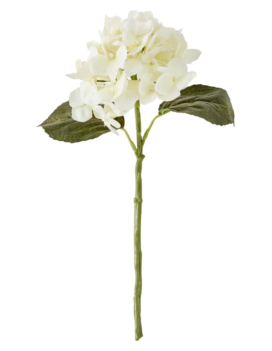 Hortensia
