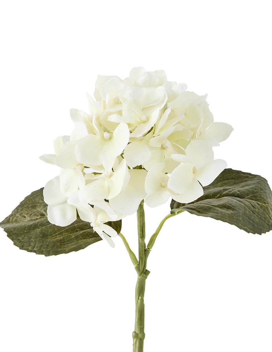 Hortensia 2