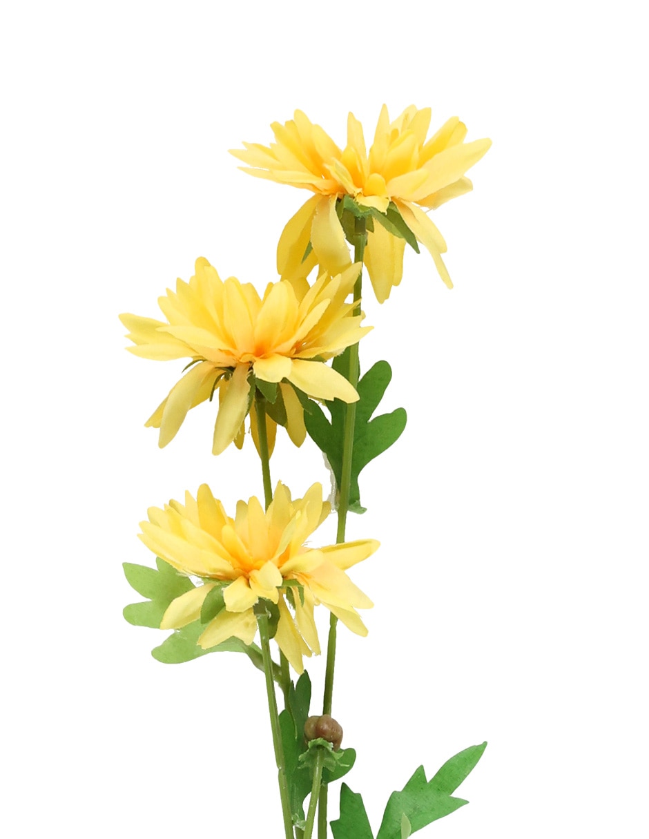 Daisy 3